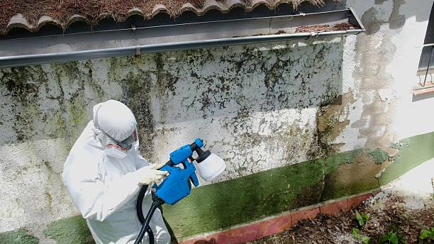 Trusted Basement Mold Remediation service in Hastings, MI - Cheap Mold Removal